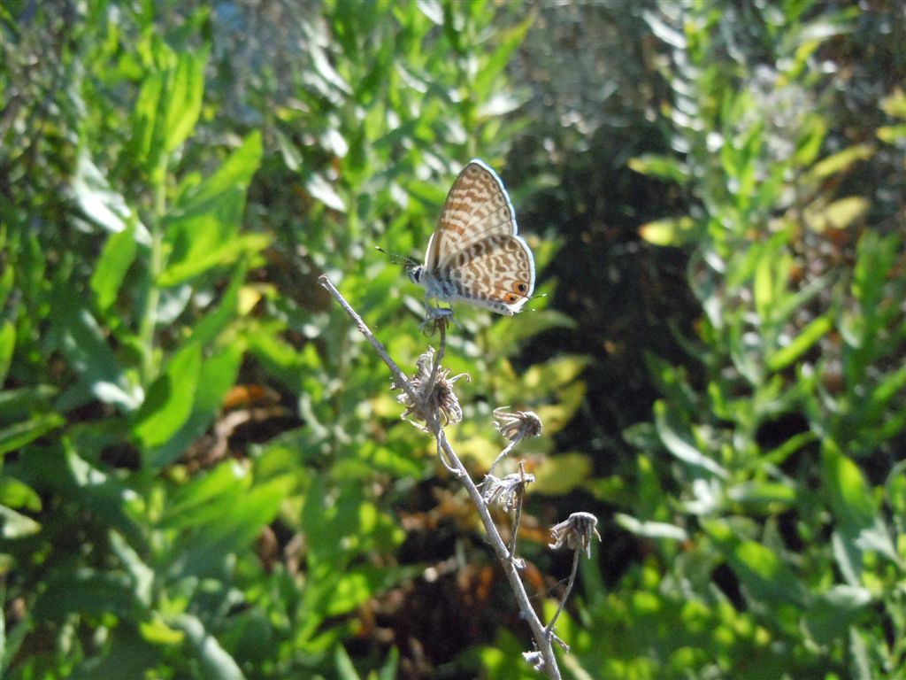 La mia prima Leptotes pirithous